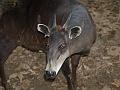 Duiker with bad non-red redeye